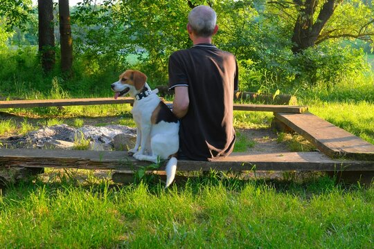 A man and his dog sitting on a bench in nature. Concept of dog devotion and loyalty.