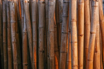 Bamboo Texture bated with sunlight wallpaper