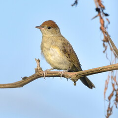 Sylvia atricapilla posing on the branch.