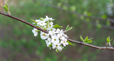 tree blossom