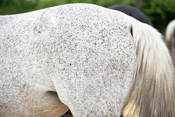 Close-up of a flea-bitten grey horse croup. Horse's rear end and tail. Grey buckwheat suit horse