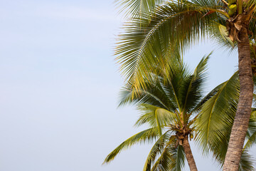 Naklejka na ściany i meble Coconut palm trees with blue sky