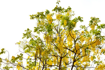 Fototapeta premium Cassia fistula flower on tree