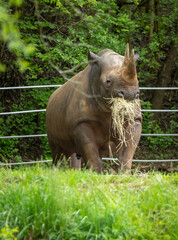 Fototapeta premium rhino in the grass