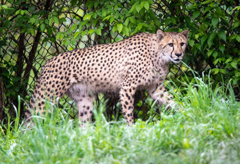 cheetah in the grass