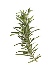 Sprig of fresh rosemary isolated on white