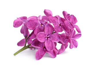 Beautiful fragrant lilac flowers isolated on white