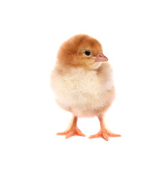 Cute fluffy baby chicken on white background