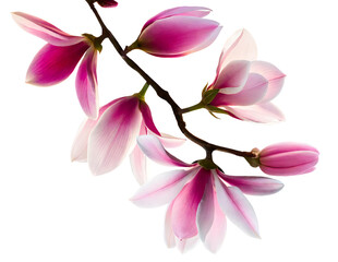 pink magnolia flower isolated, Generative AI - obrazy, fototapety, plakaty