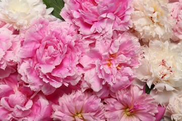 Beautiful aromatic peony flowers as background, closeup