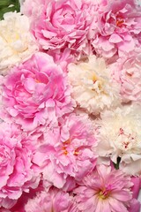 Beautiful aromatic peony flowers as background, closeup