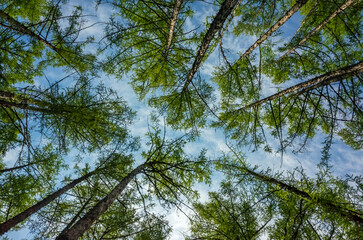 trees and sky.  Larix gmelinii, known as the Dahurian larch - obrazy, fototapety, plakaty