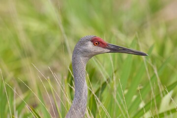 Sandhill Crane © mary