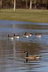 ducks on the lake