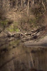 river in forest