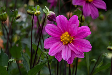 Obraz premium ダリア