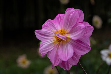 Obraz premium ダリア