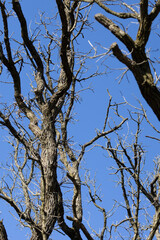 tree branches against blue sky