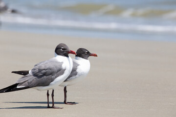 Two laughing gulls on the seashore of Tybee Island by the Atlantic Ocean.