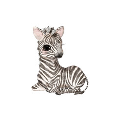 Fototapeta na wymiar Baby zebra 