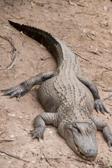 Alligators have a long, rounded snout that has upward facing nostrils at the end. Alligators have a long, rounded snout that has upward facing nostrils at the end.