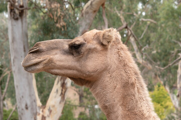 Camels are mammals with brown eyes, long lashes,  a big-lipped snout and a humped back.