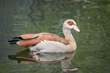 this is a side view of an Egyptian goose swimming