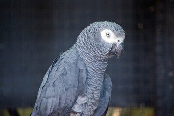 this is a close up of a grey african parrot