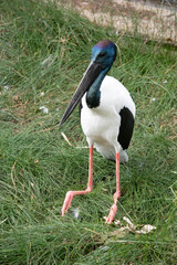 The head and neck are black with an iridescent green and purple sheen. The male has black eyes the female has yellow
