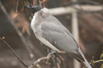 The noisy friar bird has a distinctive naked black head and a strong bill with a prominent casque (bump) at the base
