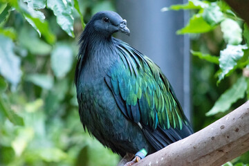 The nicobar pigeon general coloration is dark green iridescent, with a short white tail. Display plumage of the neck is green with coppery and greenish-blue overtones.