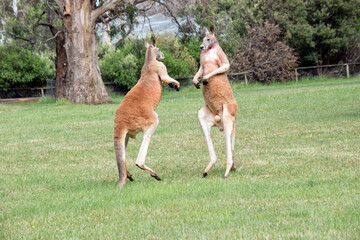 Naklejka na ściany i meble the red kangaroos are using their tail to balance while fighting