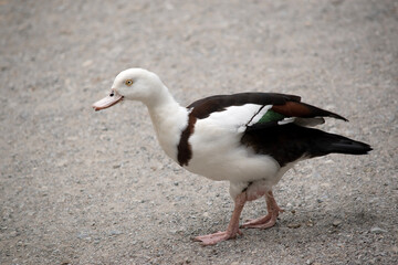 The Radjah Shelduck is white with a chestnut band across its chest. Its wingtips, back, rump and tail are black. It has a white eye with pink legs, feet and beak.