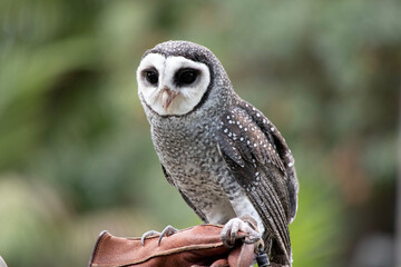 the lesser sooty owl has dark eyes set in a prominent flat, heart-shaped facial disc. Dark...