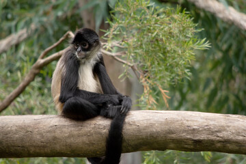 The spider monkey has thumbless hands, this lanky potbellied primate can move swiftly through the trees, using its long tail as a fifth limb.