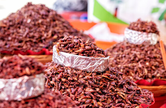 Chapulines Bilder Durchsuchen 526 Archivfotos, und