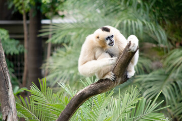 The female white faced gibbon is a golden colour with a black face and no crest.