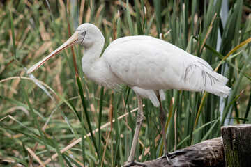 the yellow spoonbill is standing on a fence