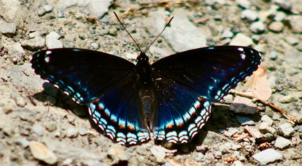 Admiral butterfly with wide open black and blue wings Jenningsville Pennsylvania 