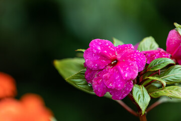 A dewy impatiens flower found in a botanical garden. Impatiens walleriana,  busy Lizzie, balsam, sultana