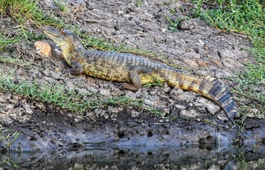Fototapeta premium Spectacled caiman on the river bank in Felicity, Trinidad, West Indies