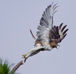 Red Tailed Hawk