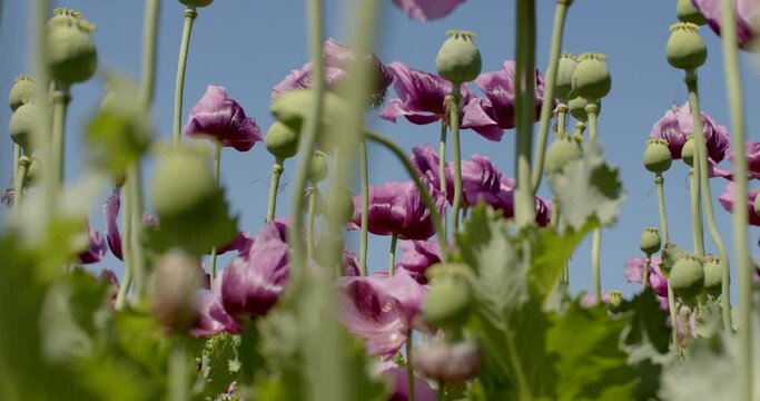 Opium poppy is cultivated for its alkaloid content, particularly morphine and codeine, which are used as the base materials for manufacturing pain medications and other pharmaceutical drugs