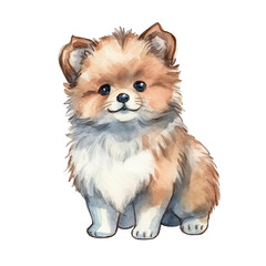 Pomeranian