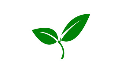 Fototapeta na wymiar green plant isolated on white background
