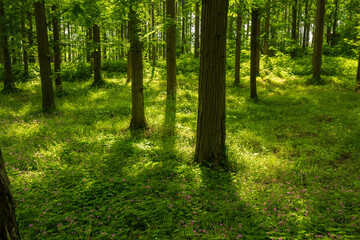 Fototapeta na wymiar green forest in the morning