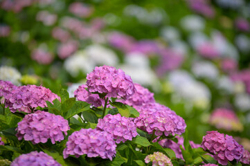 Obraz premium アジサイ寺の紫陽花園