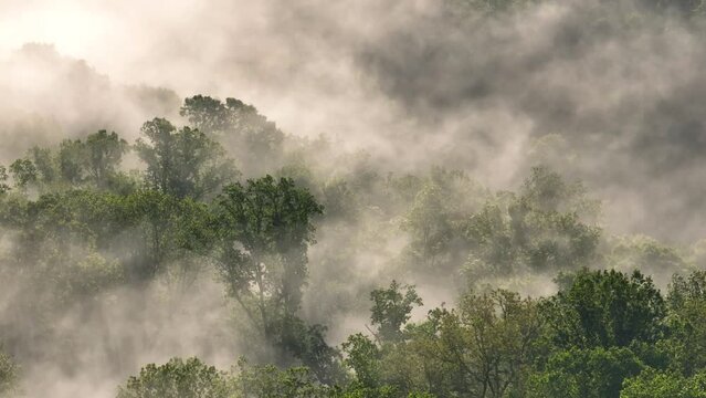 Mist and fog roll through lush green forest landscape in mountains of Tennessee in early morning sunlight at Norris Dam and Reservoir 
