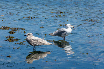 An image of two seagulls standing back to back at the edge of the ocean shoreline.