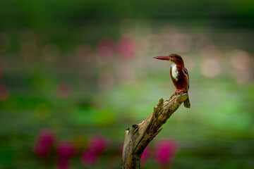 kingfisher on branch